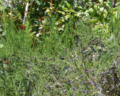 Cytisus scoparius