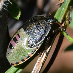 Piezodorus lituratus