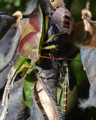 Piezodorus lituratus