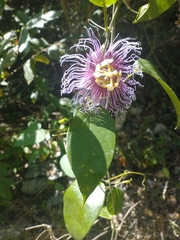 Passiflora serratifolia