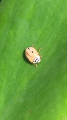 Mulsantina mexicana