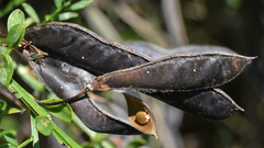 Cytisus scoparius