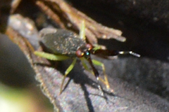 Heterotoma