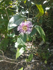 Passiflora serratifolia