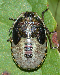 Piezodorus lituratus