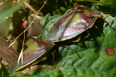 Piezodorus lituratus