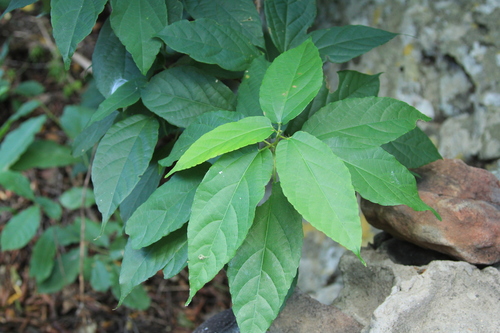 Alchornea laxiflora image