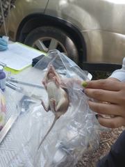 Heteromys gaumeri