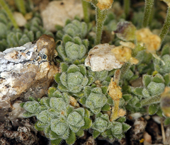 Draba subumbellata