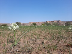 Albuca pulchra