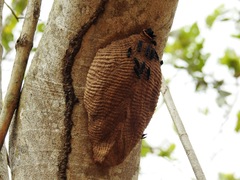 Synoeca surinama