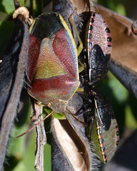 Piezodorus lituratus