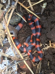 Geophis semidoliatus