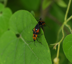 Oncopeltus spectabilis