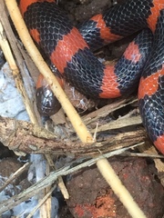 Geophis semidoliatus