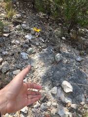 Thelesperma simplicifolium