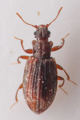 Stephostethus liratus