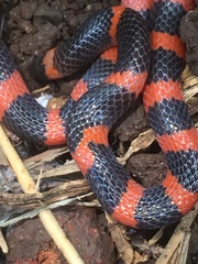 Geophis semidoliatus