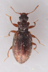 Stephostethus liratus