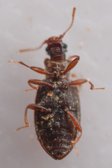 Stephostethus liratus