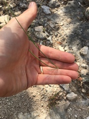 Thelesperma simplicifolium