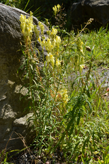 Linaria vulgaris