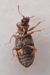 Stephostethus liratus