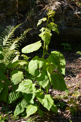 Angiospermae
