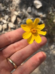Thelesperma simplicifolium