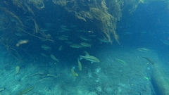 Micropterus floridanus