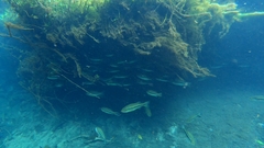 Micropterus floridanus