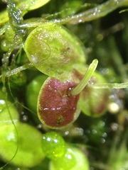 Lemna obscura