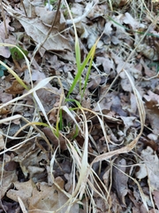Hordelymus europaeus