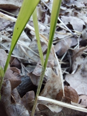 Hordelymus europaeus