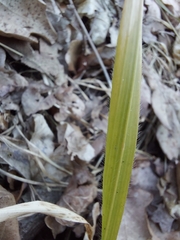 Hordelymus europaeus
