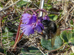 Bombus wurflenii