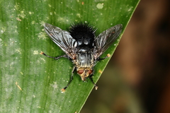 Jurinella