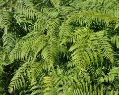 Pteridium aquilinum