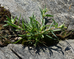 Angiospermae
