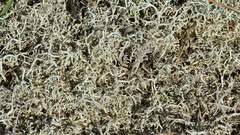Cladonia