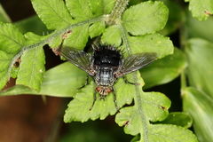 Jurinella