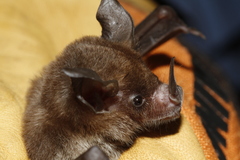 Trinycteris nicefori