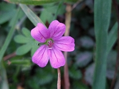 Geranium magellanicum