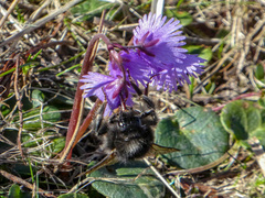 Bombus wurflenii