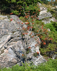 Sorbus aucuparia