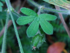 Geranium magellanicum