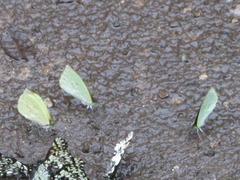 Leptophobia diaguita