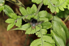Jurinella
