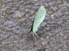 Leptophobia diaguita