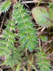 Acaena pinnatifida